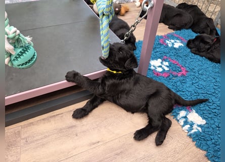 Riesenschnauzer schwarz Mrs. Gelb & Mr. Weiß