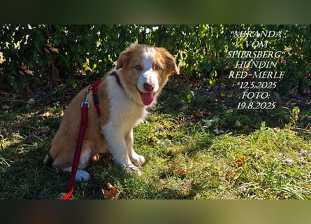 Border Collie-Welpen , black-, choco-,red-white und red-merle