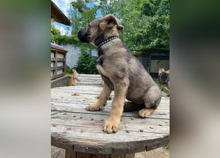 Deutsche Schäferhund Welpen