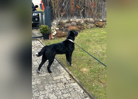 Akita Labrador