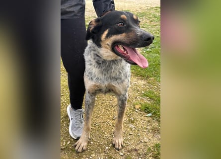 Kurt: toller Begleiter und Familienhund