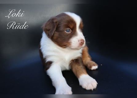 loki