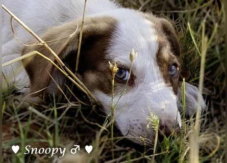 Susi und Snoopy suchen ein Zuhause