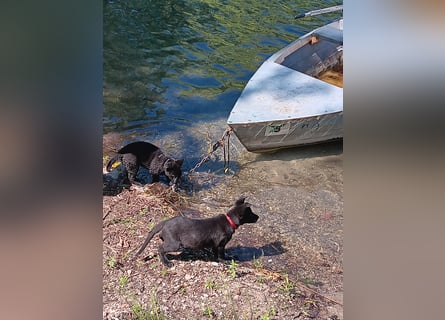 schwarze Schäferhunde aus Leistungszucht