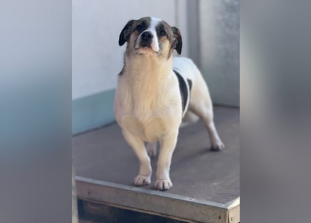 Merle – eine sanfte Seele auf der Suche nach Sicherheit und Geborgenheit