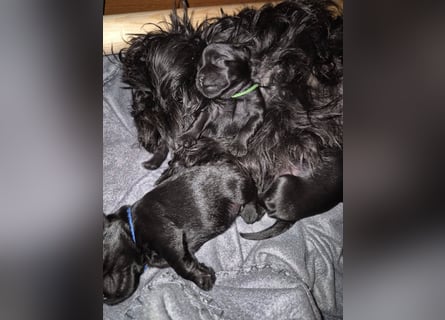 Affenpinscher Welpen WT 11.04.2025