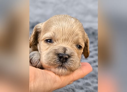 Schöne Cockapoo-Welpen