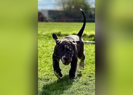 Superschöne nicht ganz reinrassige Deutsche Doggenwelpen können bald ausziehen