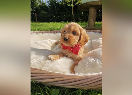 Traumhafter  American Cockapoo Bub