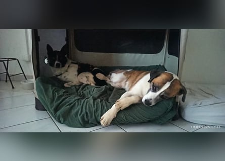 Oreo wartet in der Nähe von München