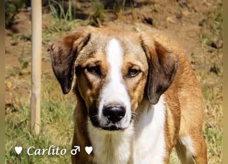 Carlito, Marla, Scippy und Kea auf der Suche nach ihrer Familie