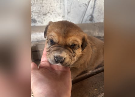Labrador x Rhodesien Ridgeback Mix