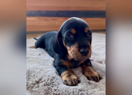 Dackel Welpen Black Tan