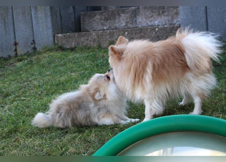 Zwergspitz Pomeranian Welpen Bärchengesichter mit Ahnentafel