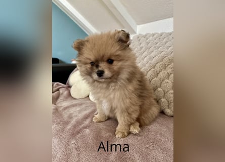 Alma – die kleine Entdeckerin mit großem Herz
