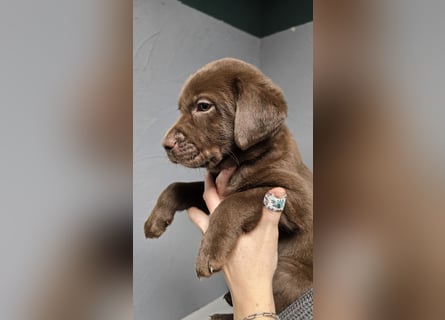 Labradorwelpen suchen ihre neue Familie