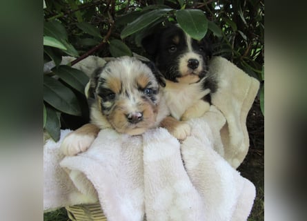 Mini Aussie Welpen Miniatur Australian Shepherd Welpen Welpe