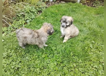 Welpen Hütehund Schäferhund Berger des Pyrenees