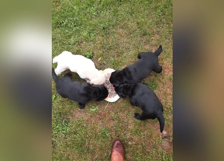 Labradorpuppies mit Papieren suchen ab Mitte Juli ein neues Zuhause