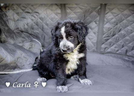 Cecilia, Cindy und Carla suchen ab Mitte Juli ein Zuhause