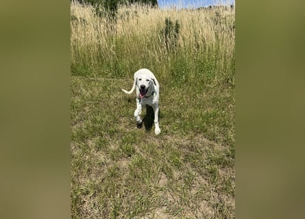 Welpen Akbas Schäferhund