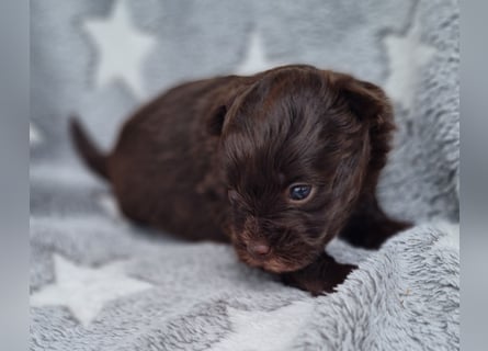 Bezaubernde Welpen aus Bolonka Zwetna und Pomeranian (Zwergspitz)