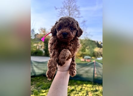 Rot Toypudel sucht neues Zuhause