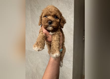 Cockapoo. F1 American Wurfankündigung Mai 2025