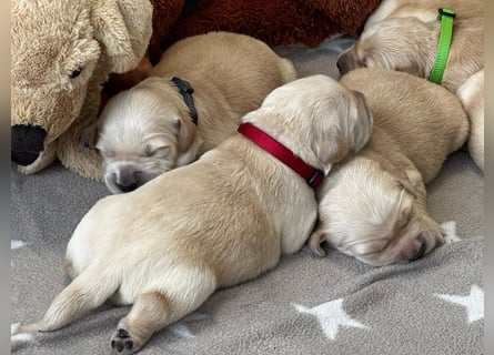 Golden Retriever Welpen mit Ahnentafel