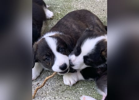 Welsh Corgi Cardigan puppies