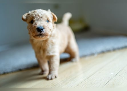 Wunderschöne Lakies (Lakeland Terrier) zu haben in Brno