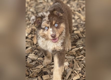 Tolle kleine Mini Australian Shepherd Welpen suchen Ihre Herzenfank