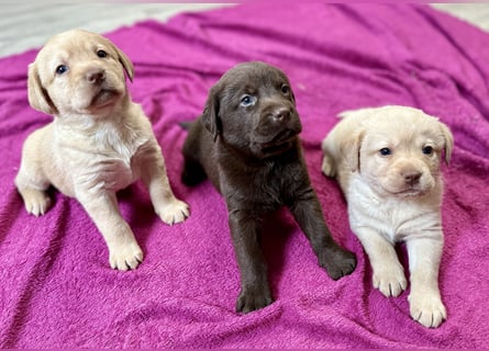 Labrador Retriever Labbi Welpen
