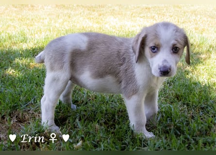 Eckie, Emma, Enya und Erin suchen ihre Familien ab Oktober