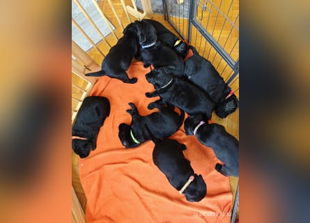 Labradorwelpen suchen bestes Zuhause