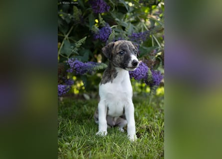 Whippet Welpen