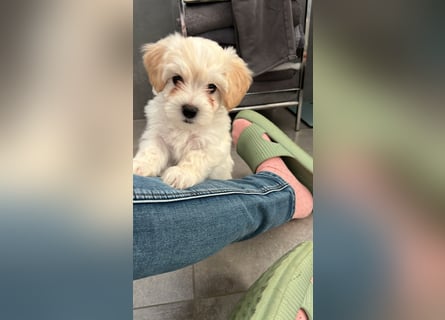 Maltipoo - Welpen - Rüden und Hündin
