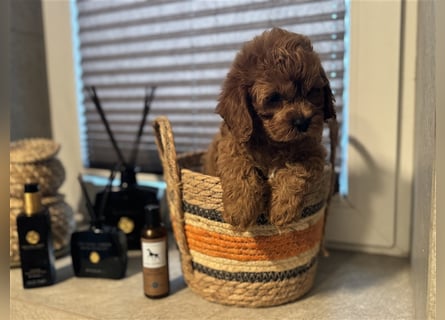 Cockapoo. F1 American Wurfankündigung Mai 2025