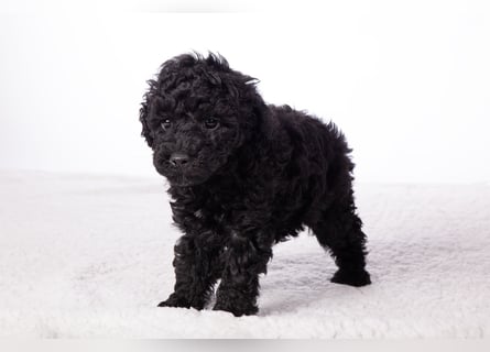 Maltipoo