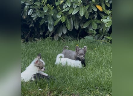 Chihuahua Welpen reinrassig Rüde