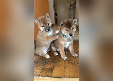 Hervorragender Shiba-Inu-Wurf mit hervorragendem Ausstellungspotenzial
