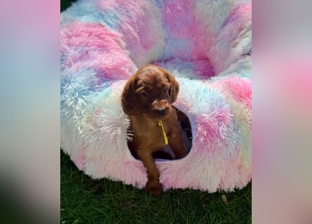 Irish Setter Welpen mit Papieren