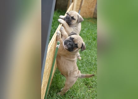 Zuckersüße Freiatmige Bulldoggenwelpen