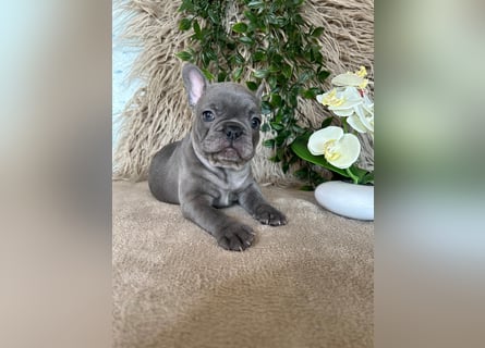 Französische Bulldogge Welpen