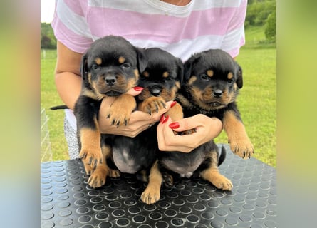 Rottweiler welpen