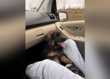 Deutscher Schäferhund