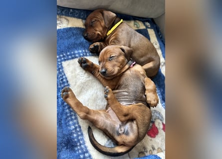 Deutscher Pinscher Welpen aus dem Haus ,,Cava Land" FCI Zucht