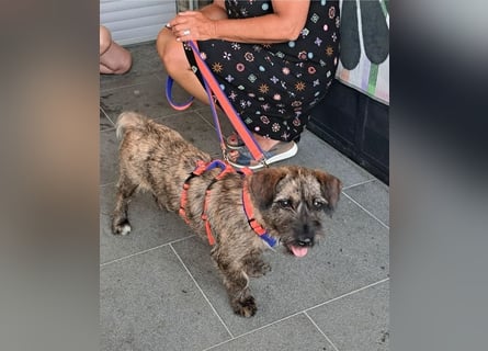Mona – kleine Herzenshündin sucht ihr Für-immer-Zuhause