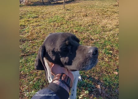 Kunta Kinte - ein ganz besonderer, freundlicher und gehorsamer Hund sucht ein liebevolles Zuhause