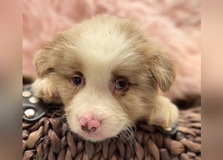 Tolle kleine Mini Australian Shepherd Welpen suchen Ihre Herzenfank